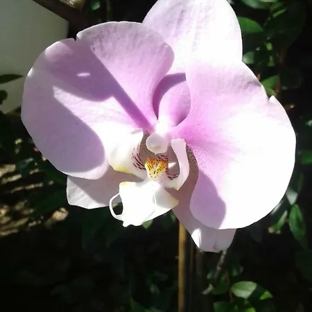 La Ginestra Chia