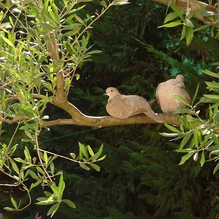 La Ginestra Chia فندق مبيت وإفطار 3*