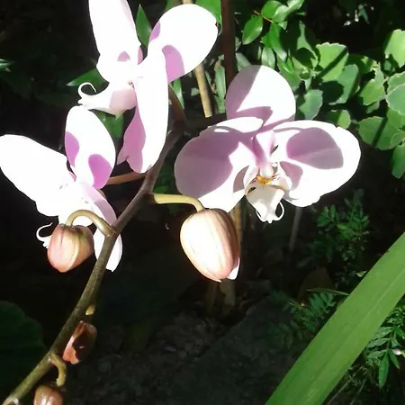 La Ginestra Chia Frühstückspension Domus De Maria