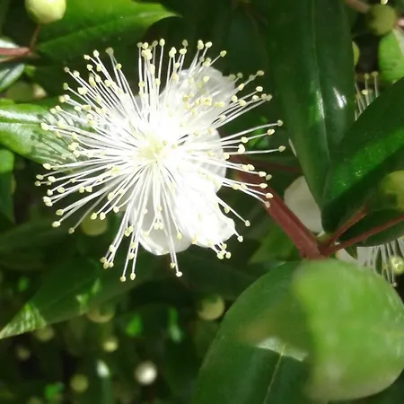 Frühstückspension La Ginestra Chia Domus De Maria